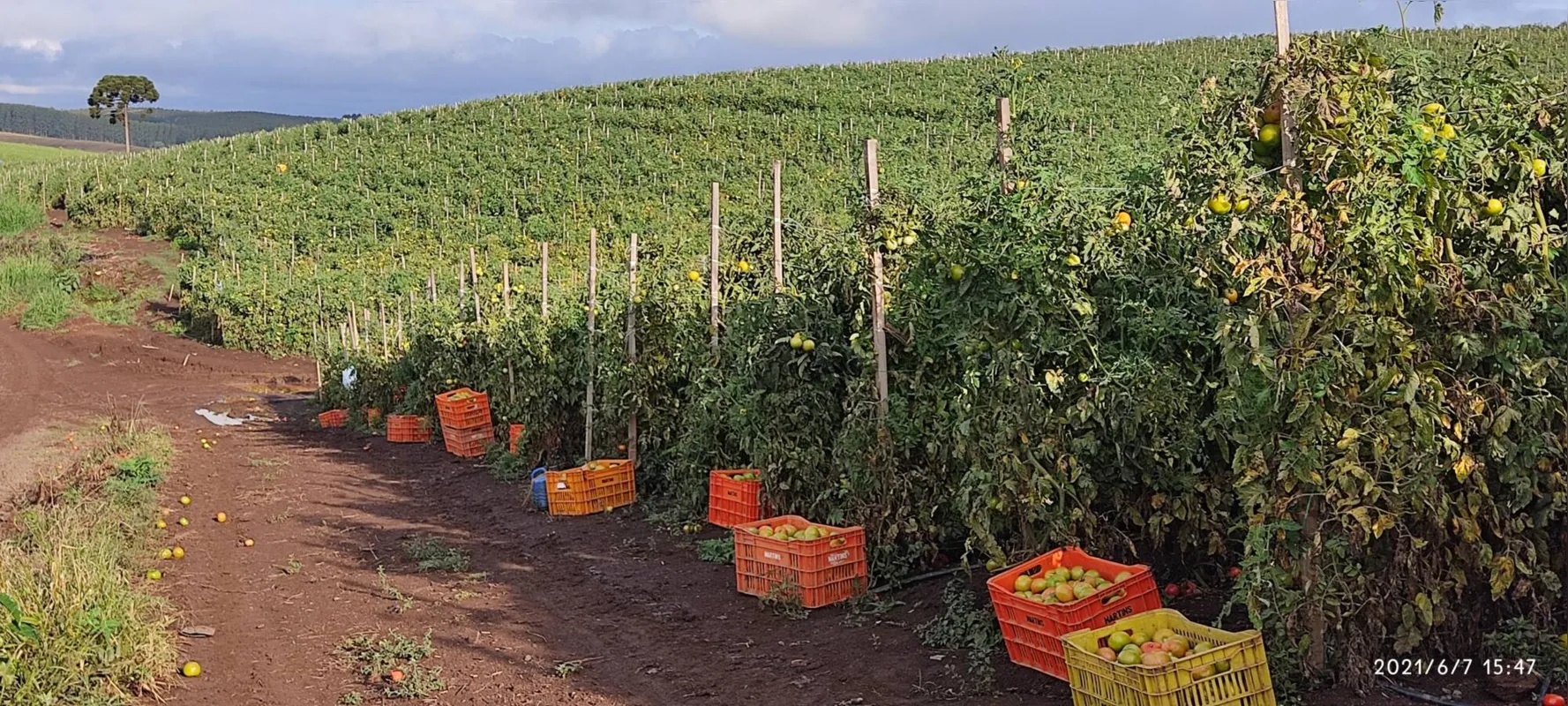 Plantação de tomate em Reserva, maior município produtor de tomate no Paraná