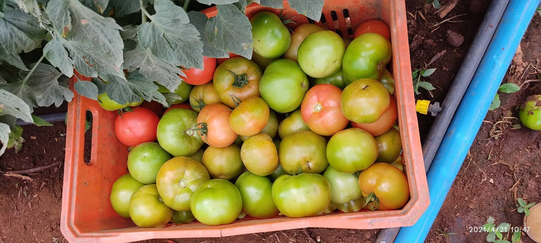 Imagem ilustrativa da imagem Reserva concentra mais de 13% da produção de tomate do Estado