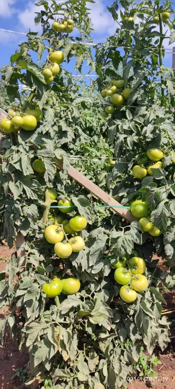 Reserva concentra mais de 13% da produção de tomate do Estado
