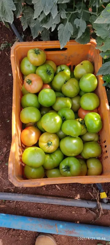 Imagem ilustrativa da imagem Reserva concentra mais de 13% da produção de tomate do Estado