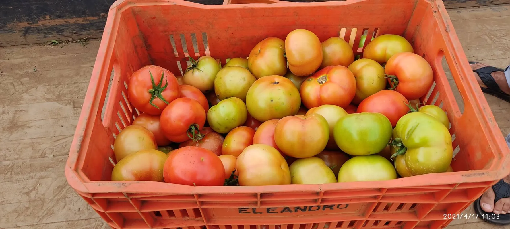 Eleandro planta tomates há 17 anos, atividade que começou com o pai dele, há quase 30 anos