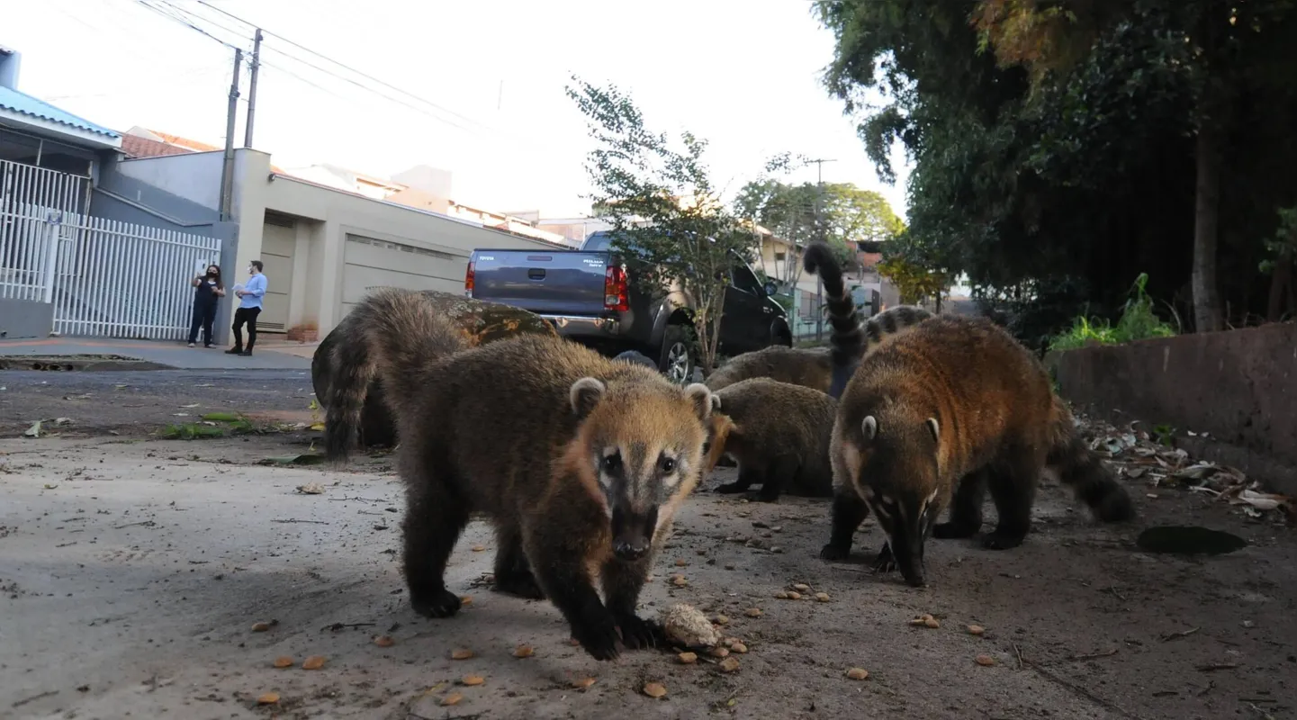 Imagem ilustrativa da imagem Rua próxima ao parque Arthur Thomas reúne quatis e macacos