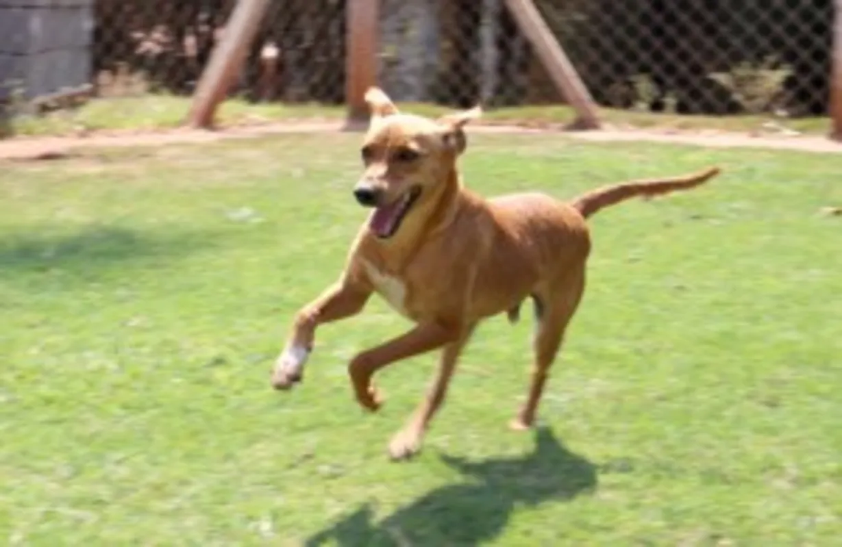 Imagem ilustrativa da imagem Sema de Londrina realiza campanha de adoção de animais