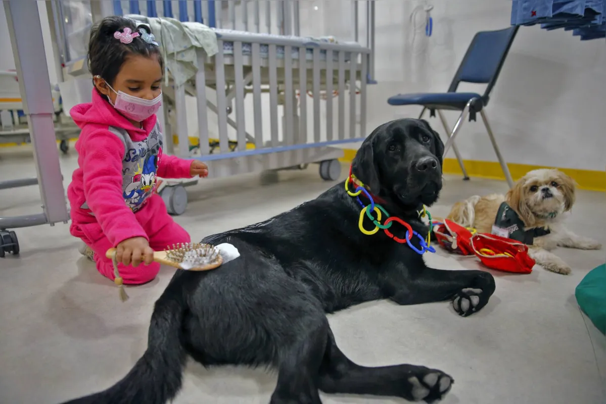 Imagem ilustrativa da imagem Terapia canina para aliviar a ansiedade durante a pandemia