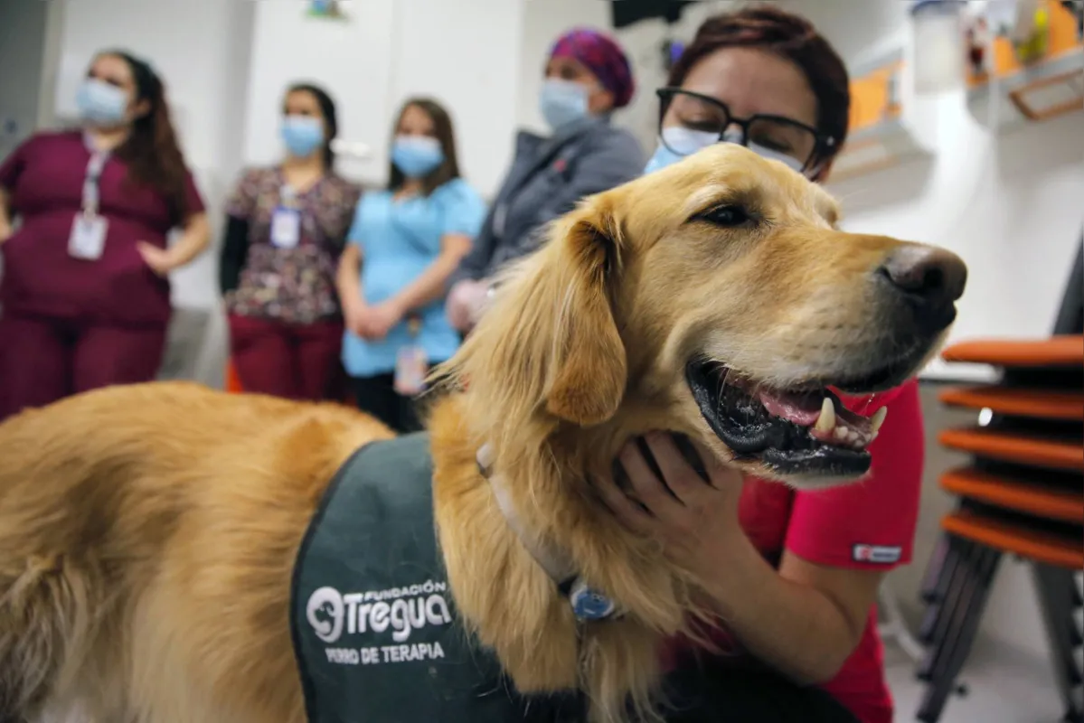 Imagem ilustrativa da imagem Terapia canina para aliviar a ansiedade durante a pandemia