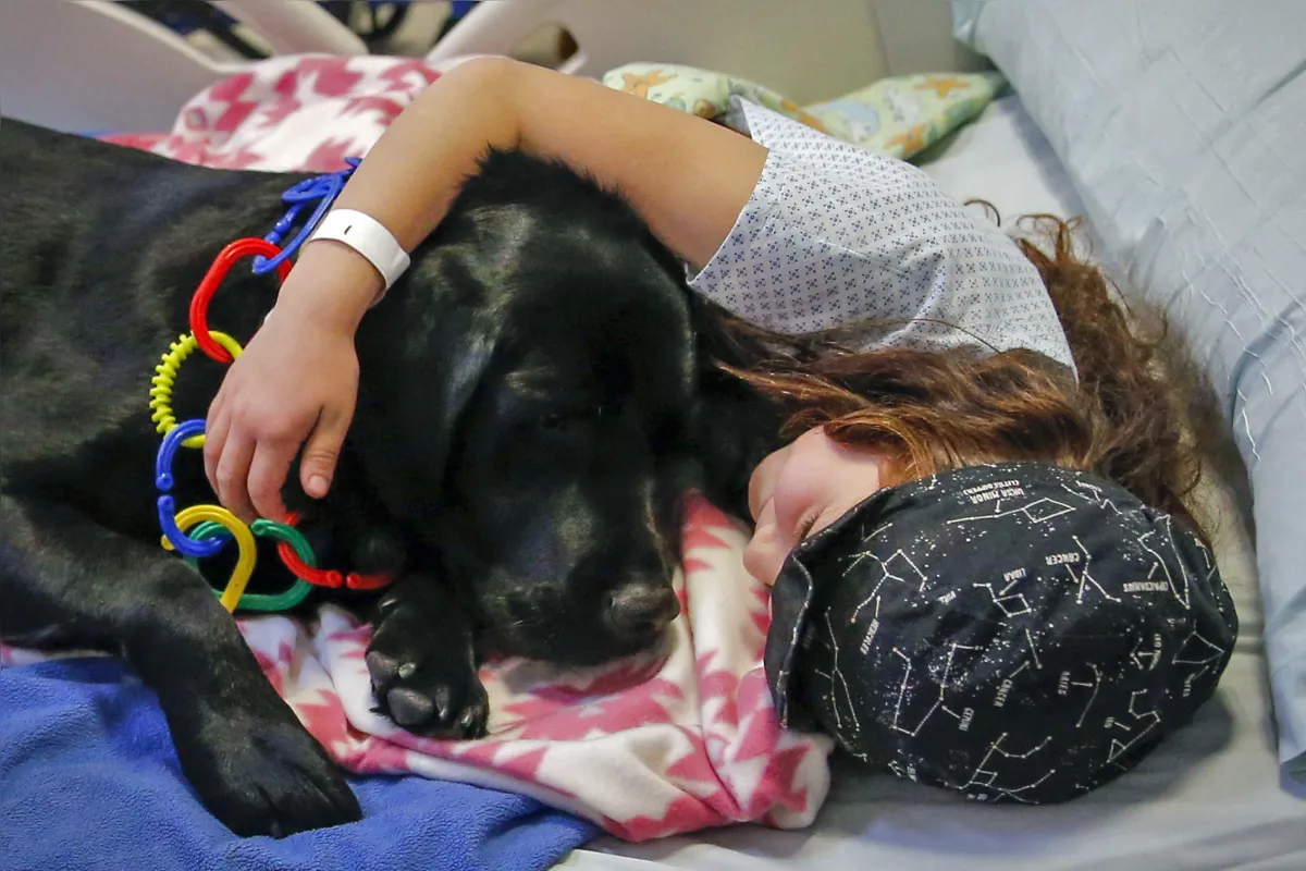 Imagem ilustrativa da imagem Terapia canina para aliviar a ansiedade durante a pandemia
