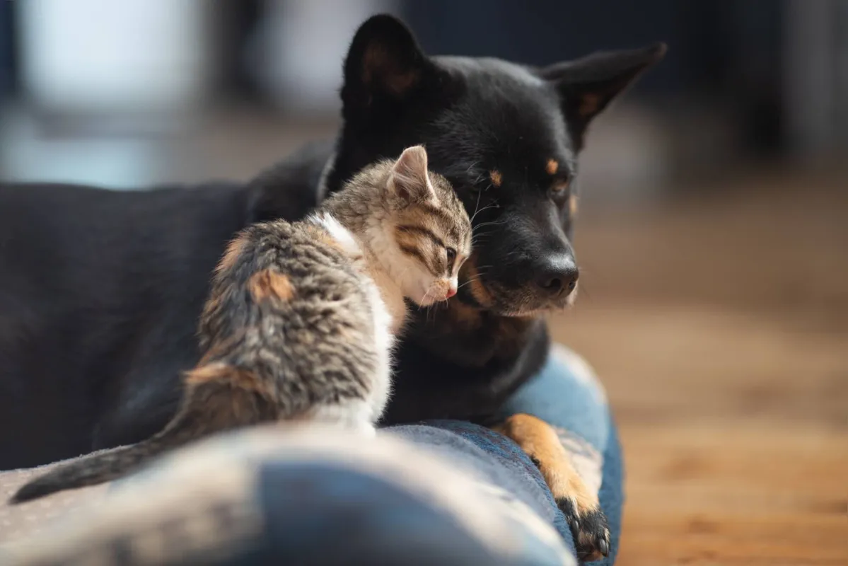 Segundo o Instituro Pet Brasil, cerca de 4 milhões de cães e gatos estão em condição de vulnerabilidade no país