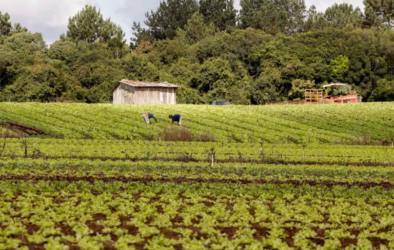 Mais de 1 milhão de pessoas moram em propriedades de agricultura familiar no Estado
