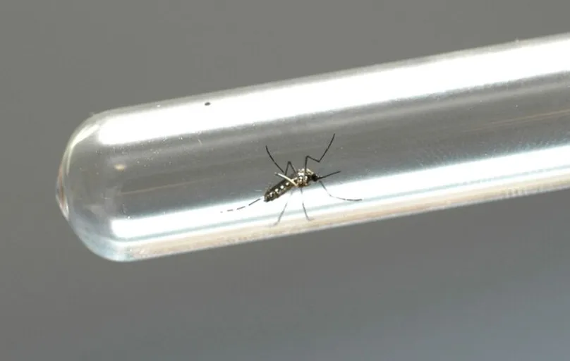 O Boletim da Dengue aponta 870 novos casos provocados pela doença e nenhuma morte.