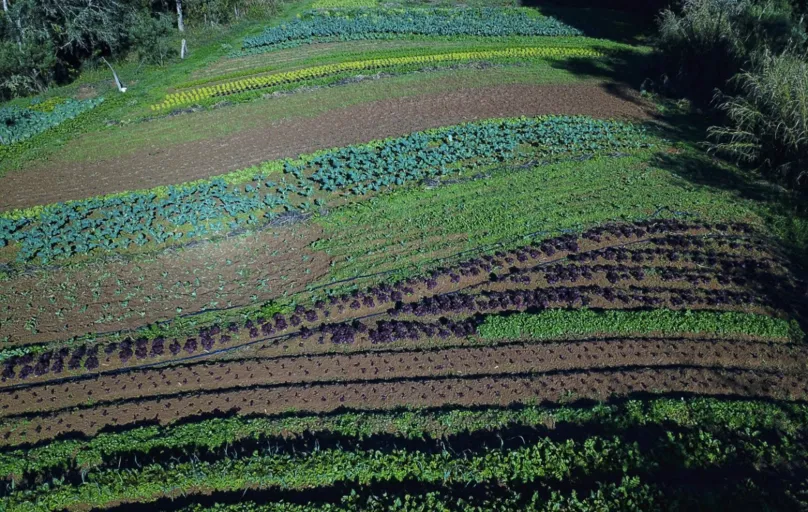 Propriedade com produção de orgânicos em Tijucas do Sul, na Região Metropoliana de Curitiba