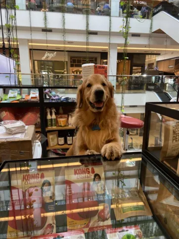 Uddy no quiosque de produtos para pets, onde "trabalha" desde janeiro de 2019 e fez muitas amizades 