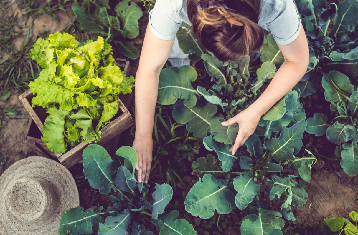 Produzir alimentos sem agrotóxico tornou-se essencial com o crescimento do consumo de orgânicos no país

