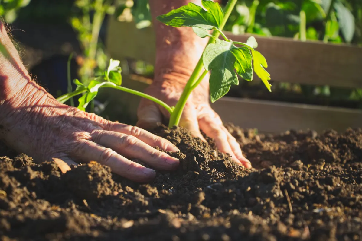 Produtores têm buscado 
alternativas mais sustentáveis de produção, com a redução ou o uso zero de agrotóxicos