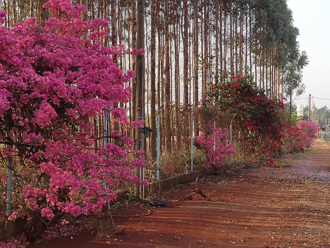 Imagem ilustrativa da imagem CIDADE FALA - 21/09/2021 - Natureza em flor