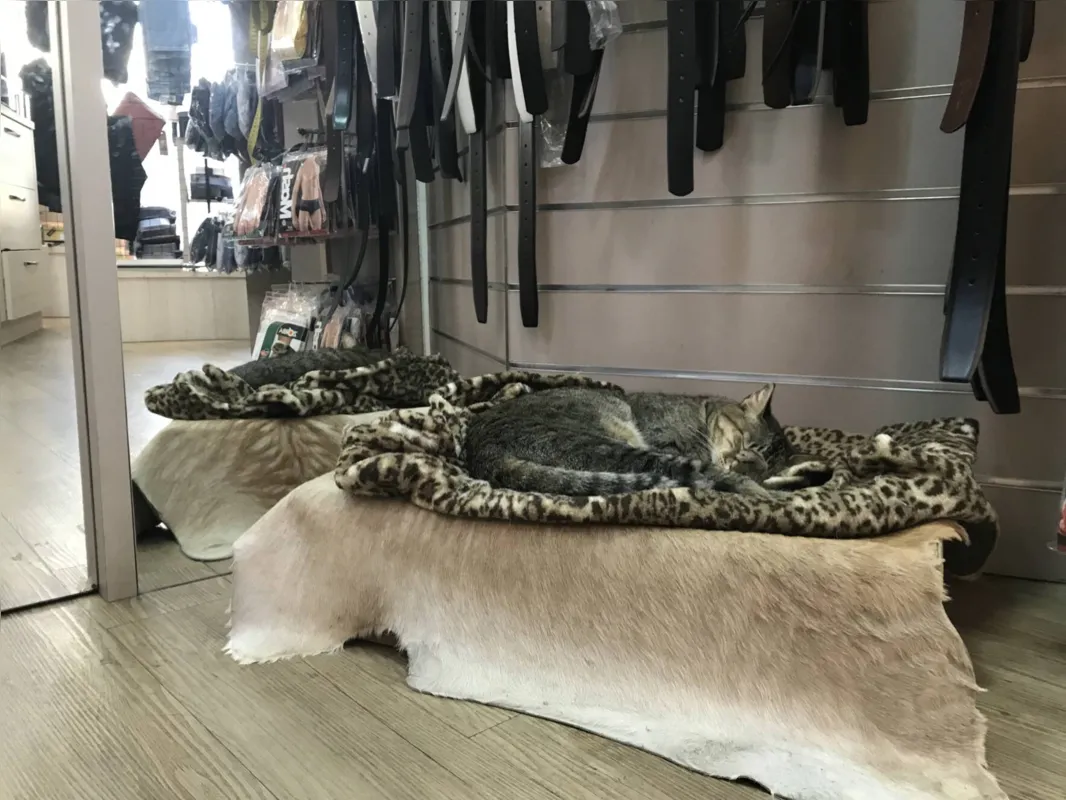 Imagem ilustrativa da imagem ‘Cãolaboradores’ e ‘funciogatos’:  trabalho em boa companhia