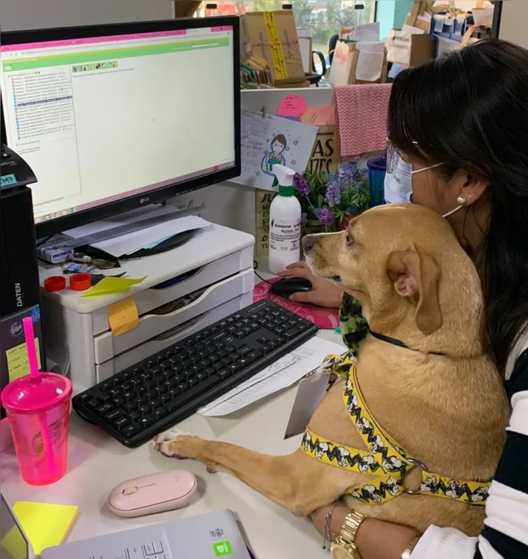 Imagem ilustrativa da imagem ‘Cãolaboradores’ e ‘funciogatos’:  trabalho em boa companhia