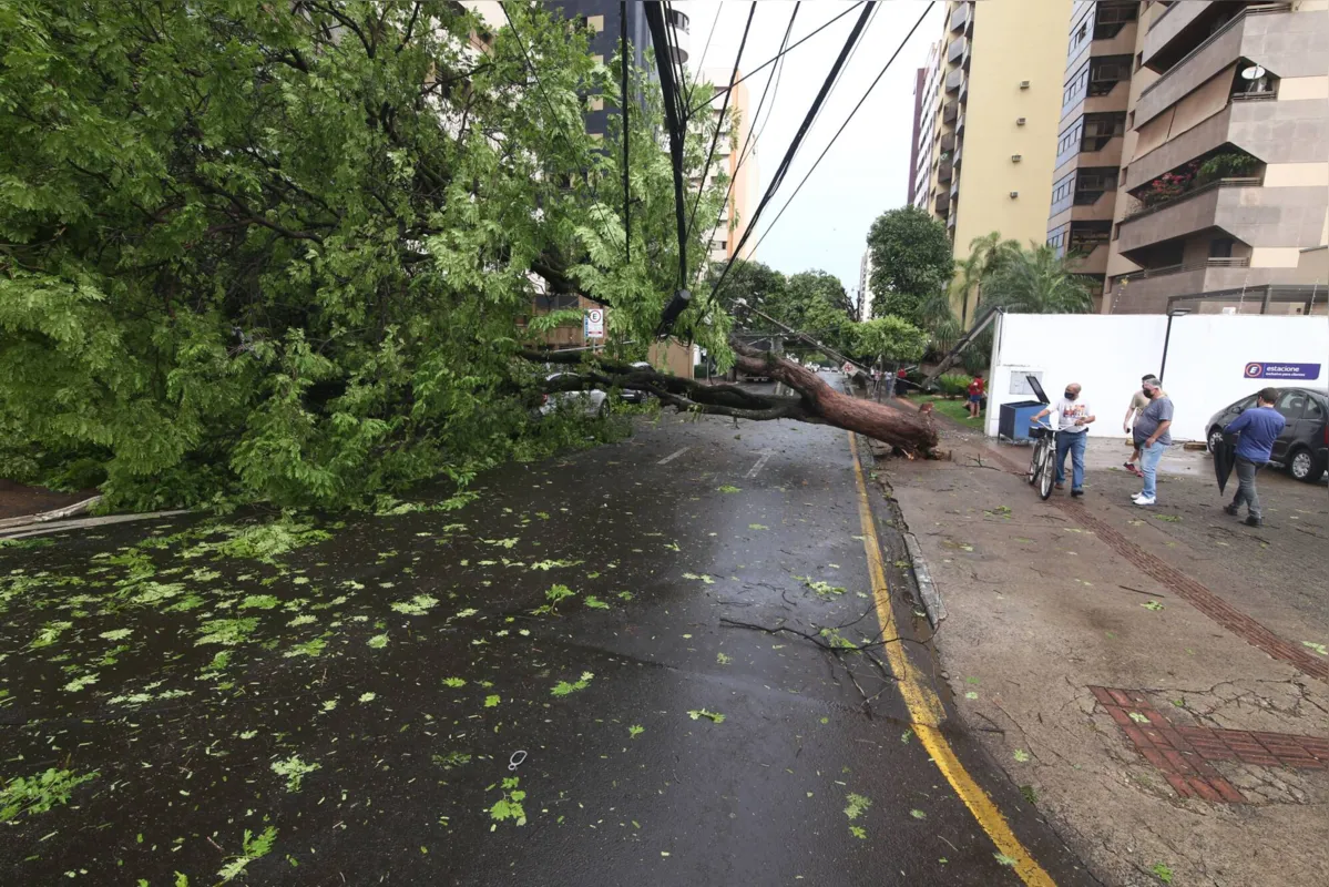 Quase 60 árvores caíram com a força dos ventos