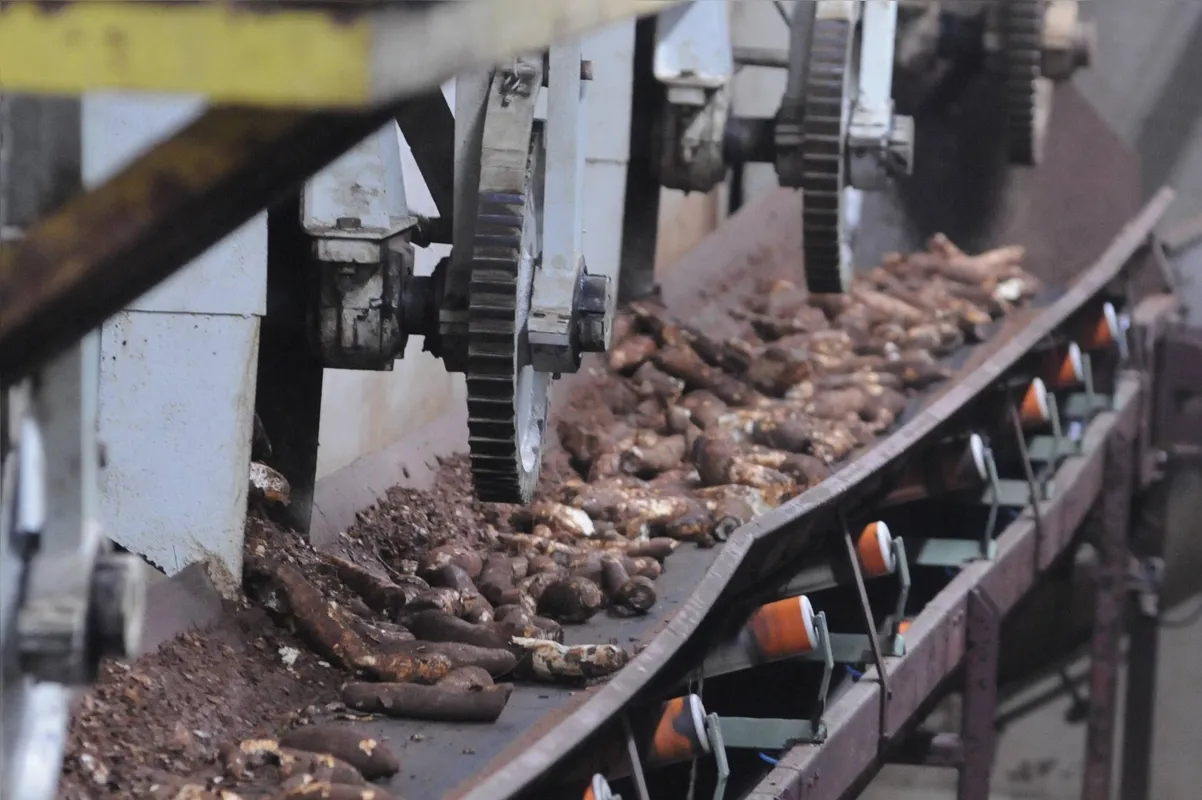Linha de produção de fécula de mandioca; Paraná é o maior produtor brasileiro