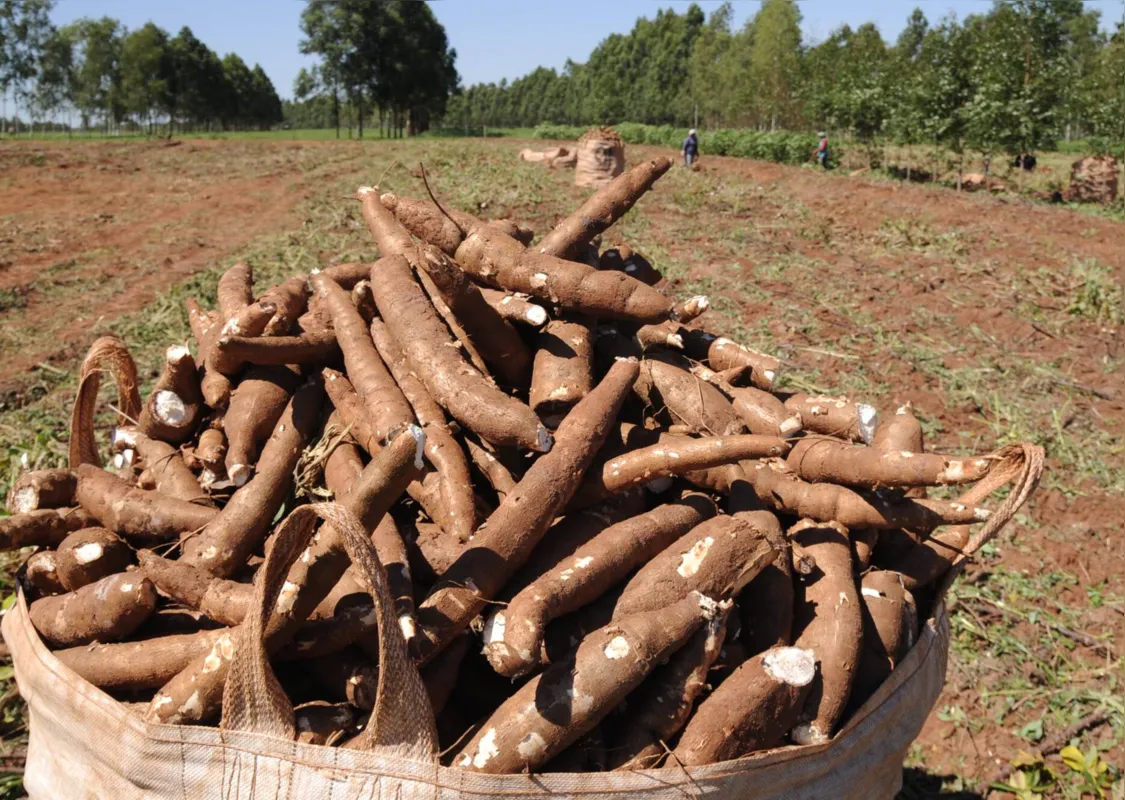 O aumento dos custos de produção está fazendo com que os produtores não consigam obter lucro com a cultura.