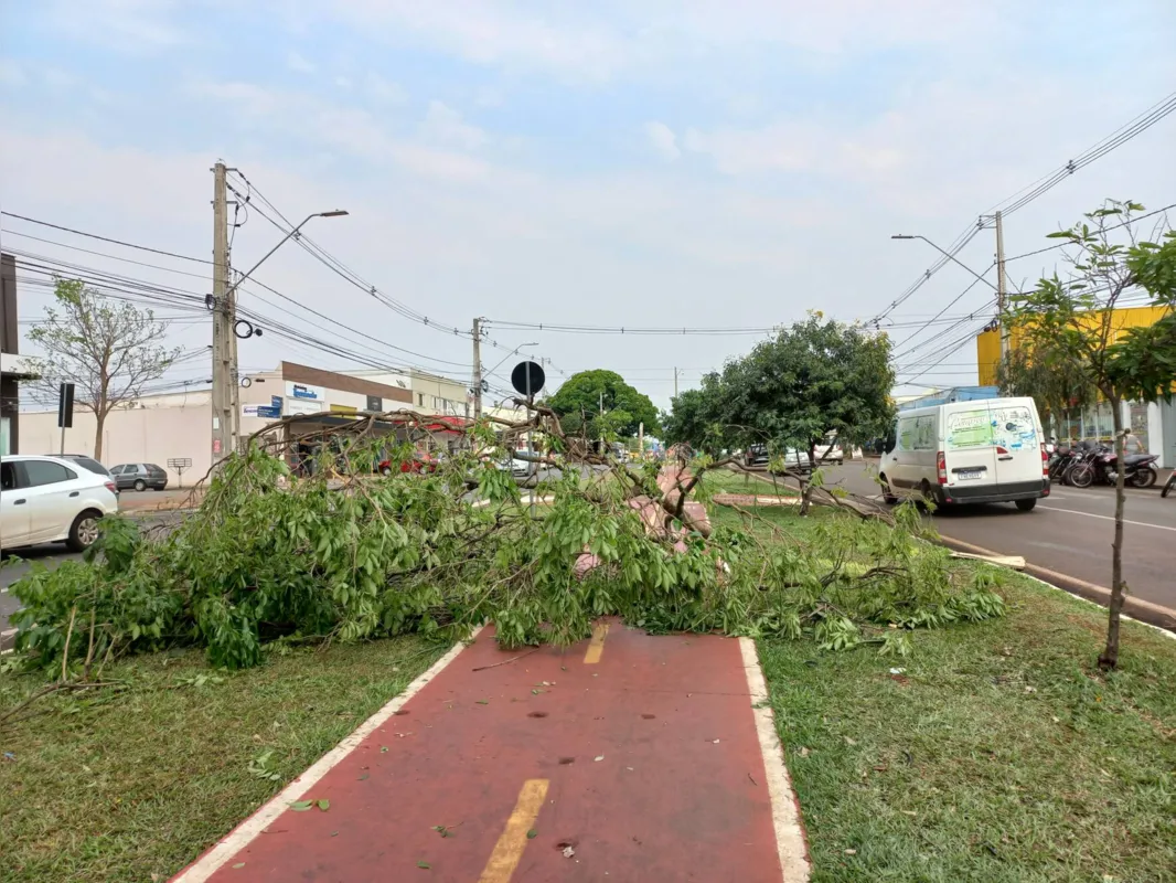Árvores ainda obstruíam a ciclovia na avenida Saul Elkind durante a manhã de quarta-feira