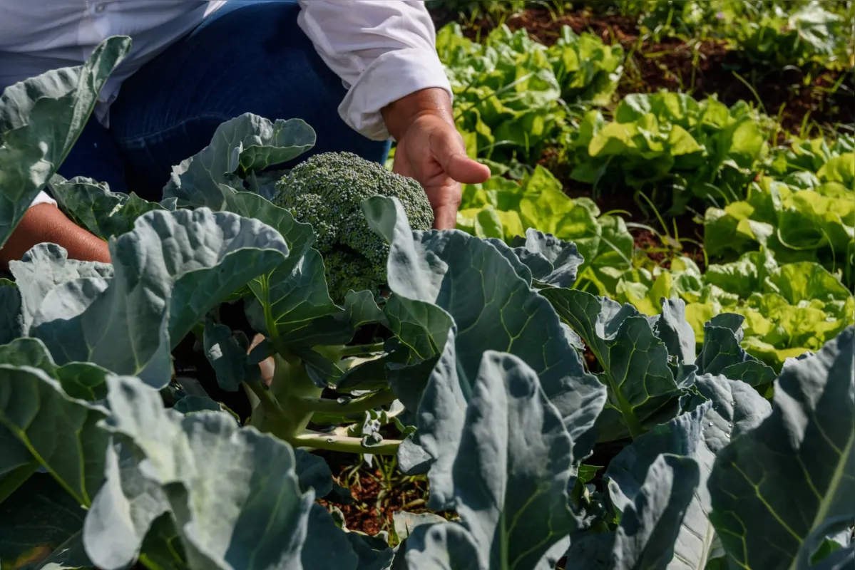 O Paraná é o líder nacional de produtores rurais orgânicos: até julho deste ano, 3.737 produtores paranaenses estavam registrados no Ministério da Agricultura
