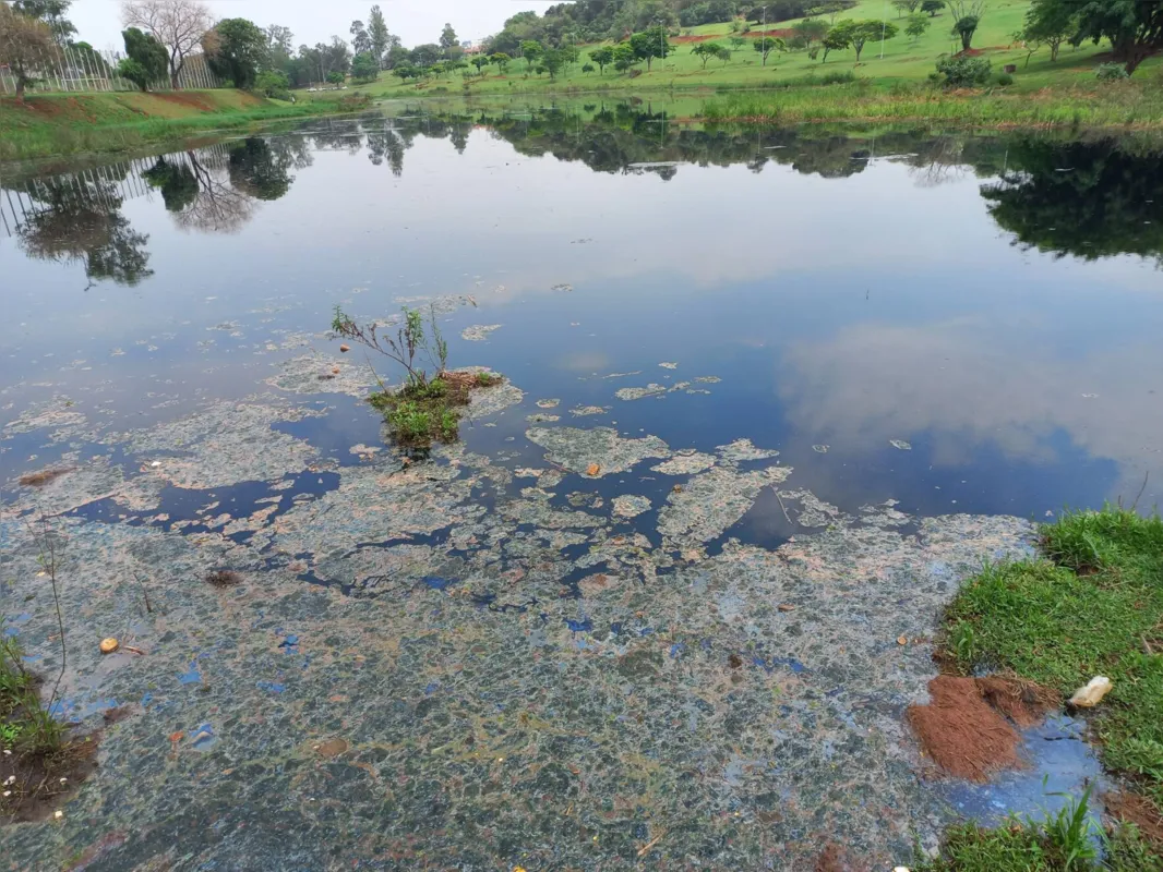 Imagem ilustrativa da imagem Lago Norte amanhece com manchas e peixes mortos