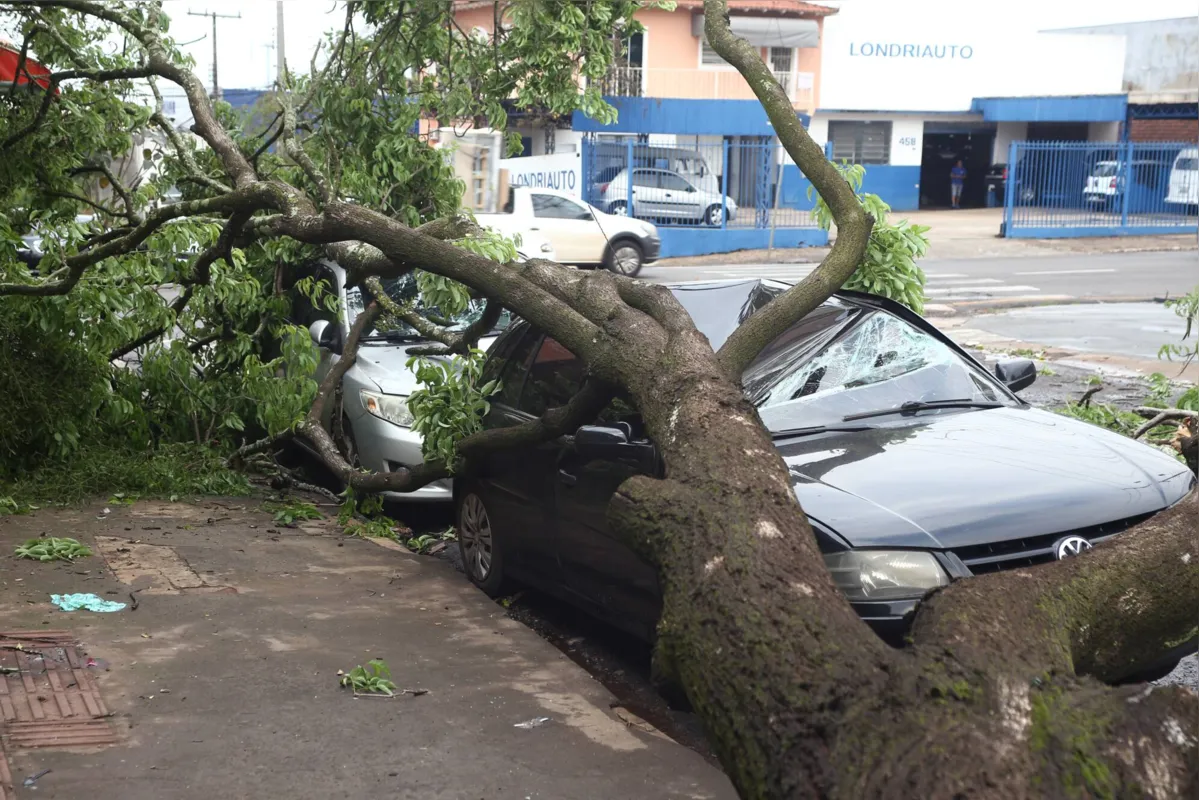 Árvores destruiu carro no cruzamento das ruas Amapá e Guaporé