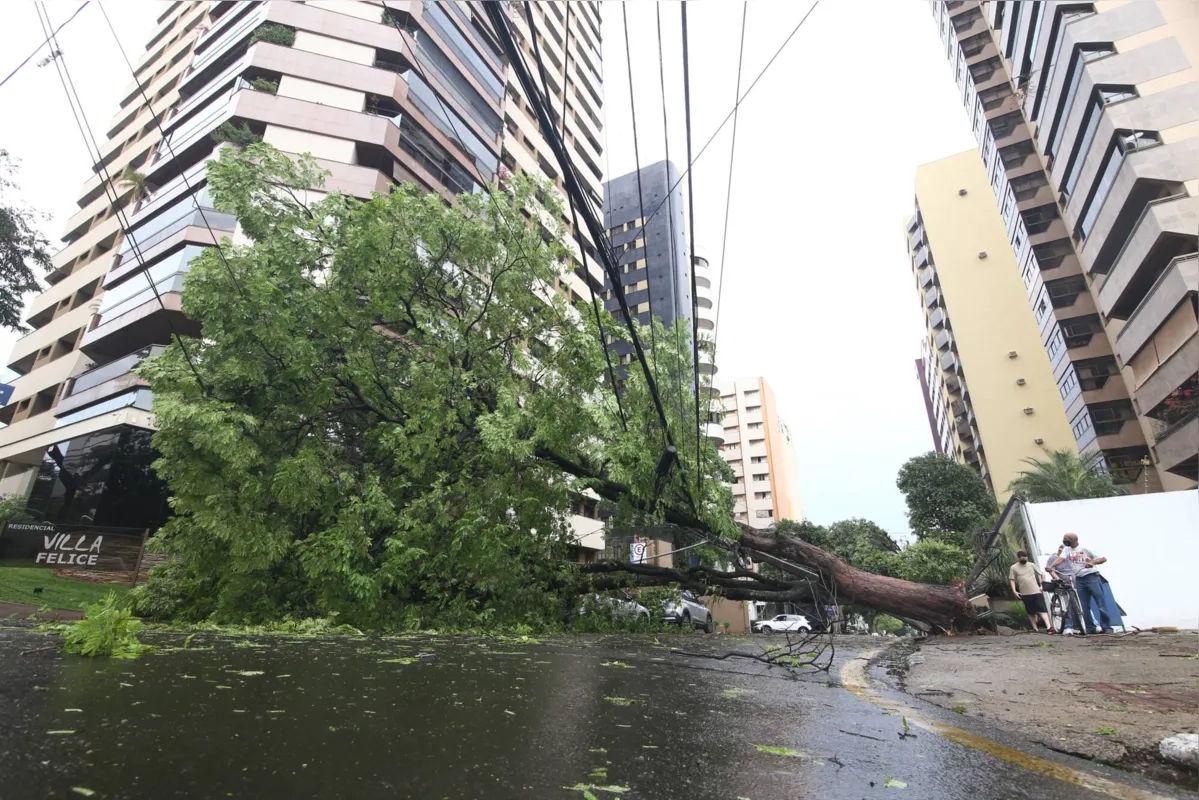 Queda de árvore atrapalhou o trânsito na Belo Horizonte