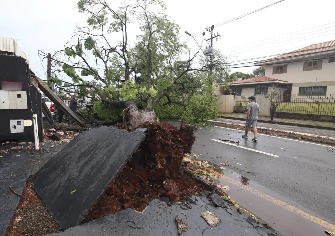 Árvore foi arrancada pela raiz na avenida Maringá