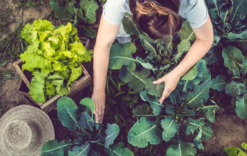 Produzir alimentos sem agrotóxico tornou-se essencial com o crescimento do consumo de orgânicos no país


