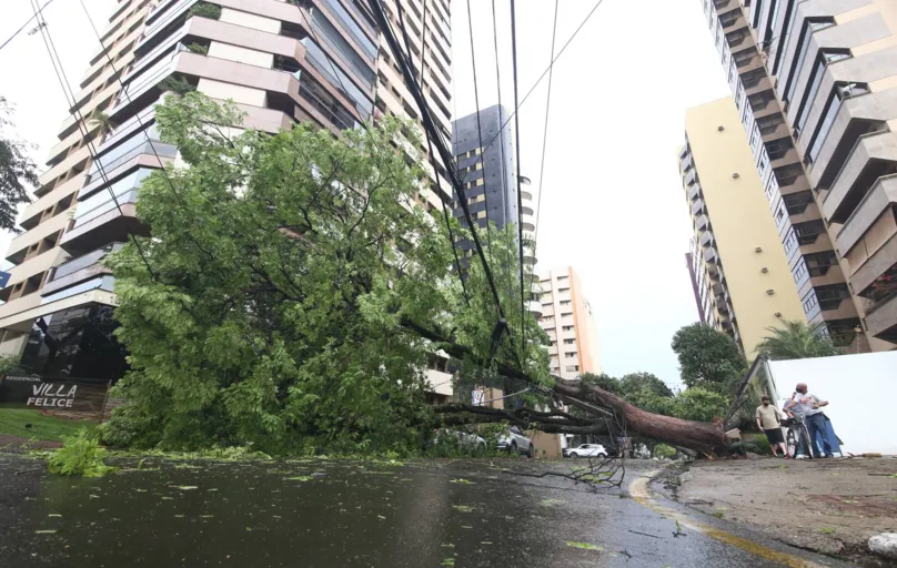 Queda de árvore atrapalhou o trânsito na Belo Horizonte