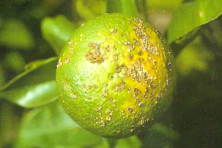 Dentre os danos estão o depauperamento das plantas e baixa qualidade comercial por causa das lesões nos frutos