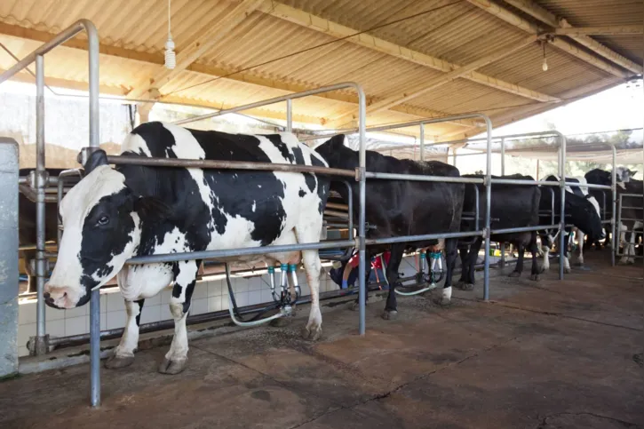 O leite respondeu por 74,9% do valor total de produção gerado em 2020