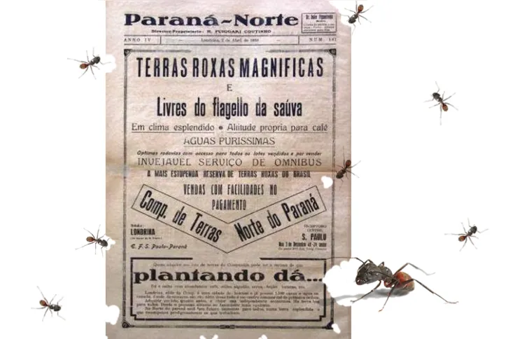 Imagem ilustrativa da imagem Revoada de formigas assusta moradores do Norte do Paraná