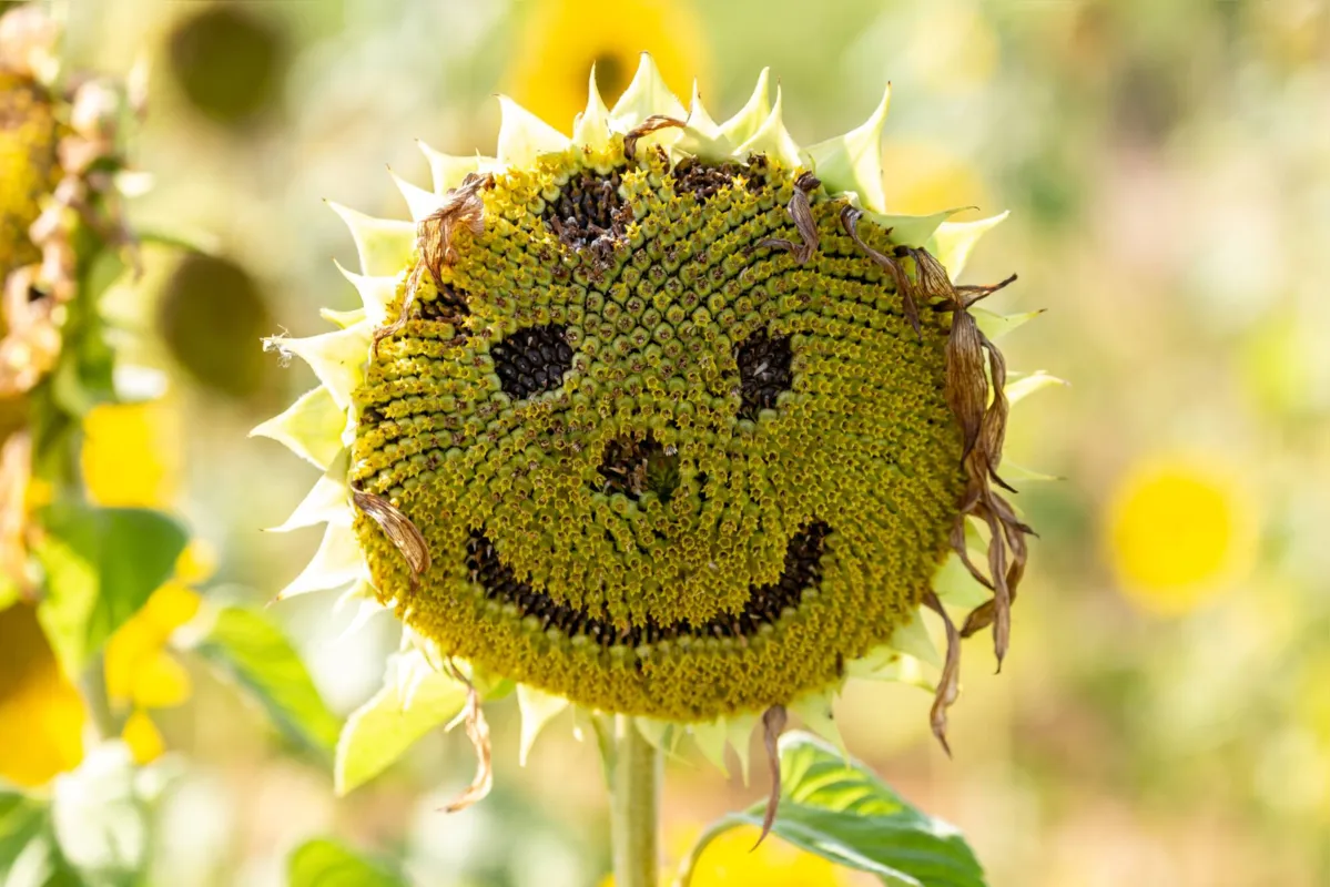 Imagem ilustrativa da imagem A cultura ‘good vibes’ pode ter efeitos colaterais?