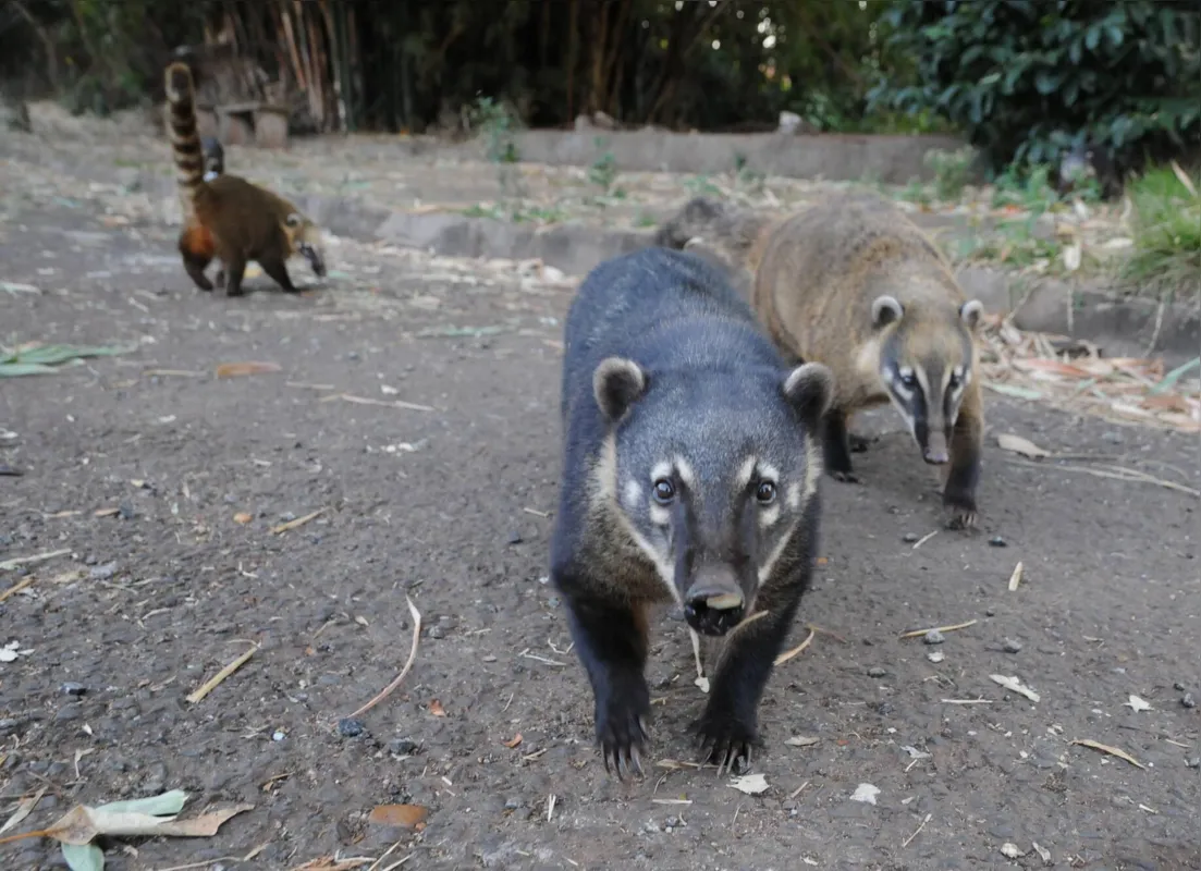 Imagem ilustrativa da imagem Acidentes com animais ao redor do Parque Arthur Thomas aumentam e Sema pede mais sinalização