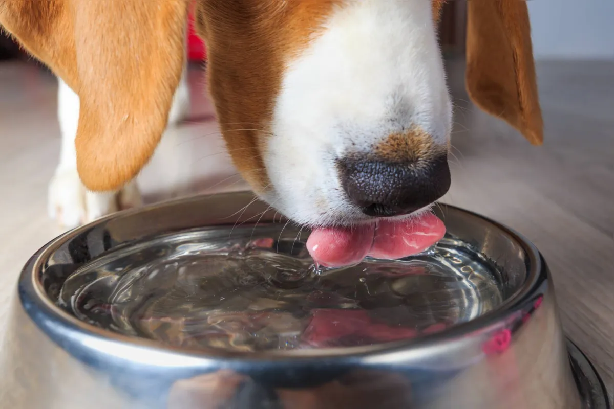 Imagem ilustrativa da imagem Altas temperaturas podem oferecer risco à saúde dos pets
