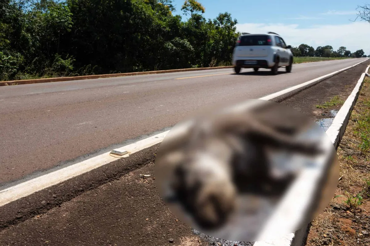 Imagem ilustrativa da imagem Atropelamentos e caçadas ameaçam animais