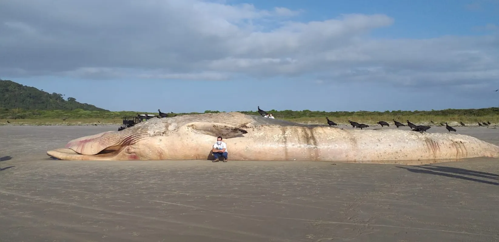 Imagem ilustrativa da imagem Baleia-fin de quase 20 metros encalha em praia do Paraná