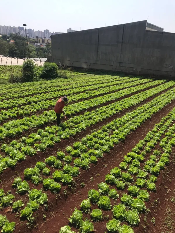 Imagem ilustrativa da imagem CIDADE FALA - A horta que produz alface na gleba palhano
