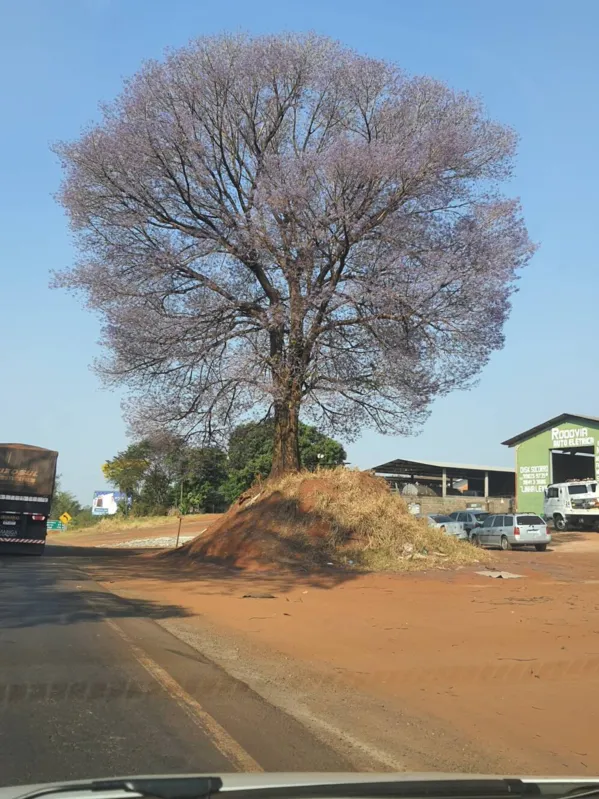 Imagem ilustrativa da imagem CIDADE FALA - Alguém pode tê-lo plantado um dia