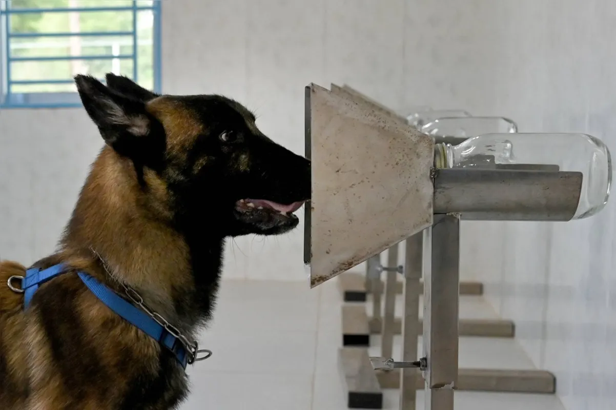 Imagem ilustrativa da imagem Cachorros são treinados para detectar Covid