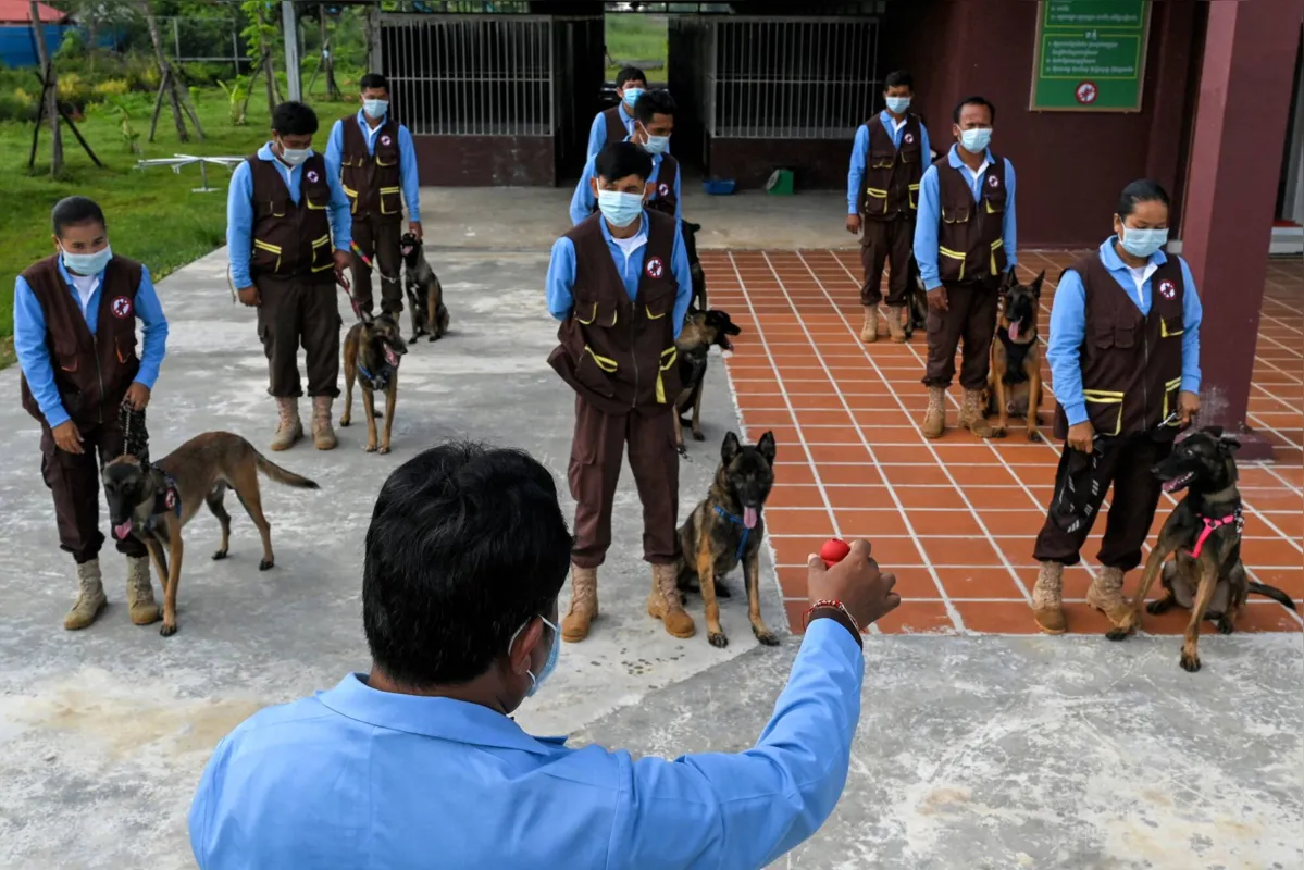 Imagem ilustrativa da imagem Cachorros são treinados para detectar Covid
