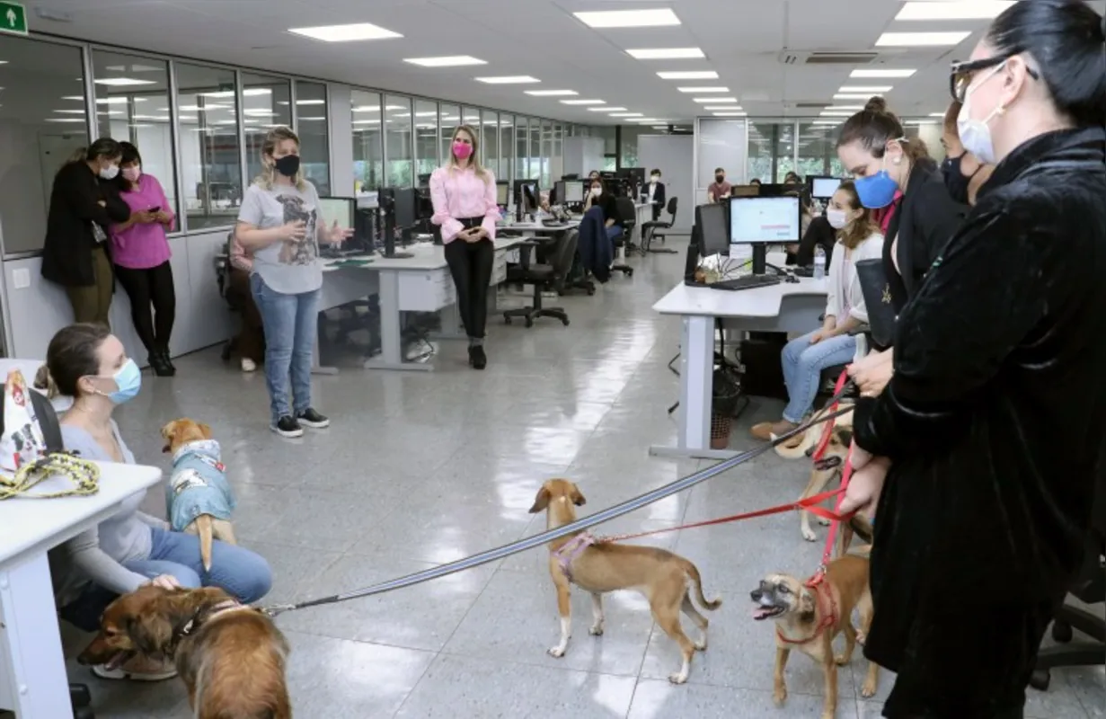 Imagem ilustrativa da imagem Cães acolhidos em lar temporário visitam a Prefeitura de Londrina