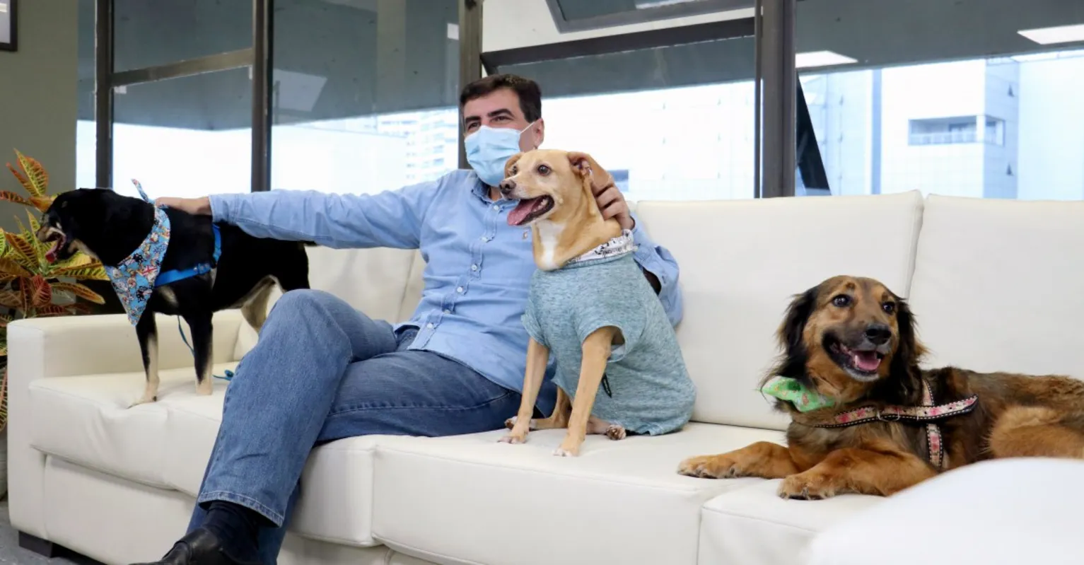 Imagem ilustrativa da imagem Cães acolhidos em lar temporário visitam a Prefeitura de Londrina