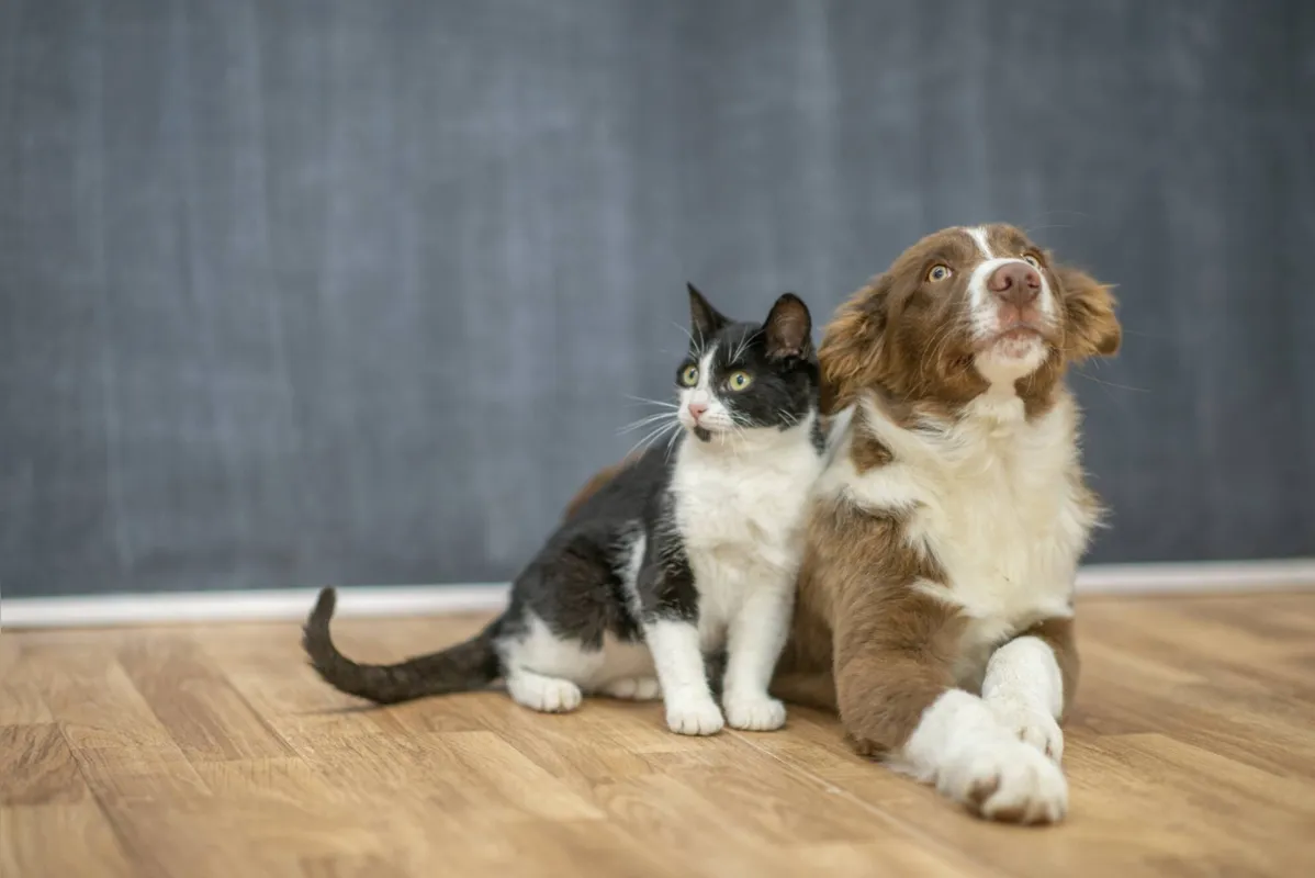 Imagem ilustrativa da imagem Cães e gatos também sofrem com ansiedade e estresse