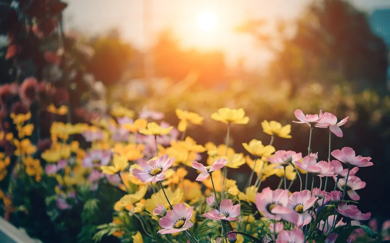 Imagem ilustrativa da imagem Chegada da primavera aumenta risco de doenças alérgicas e virais