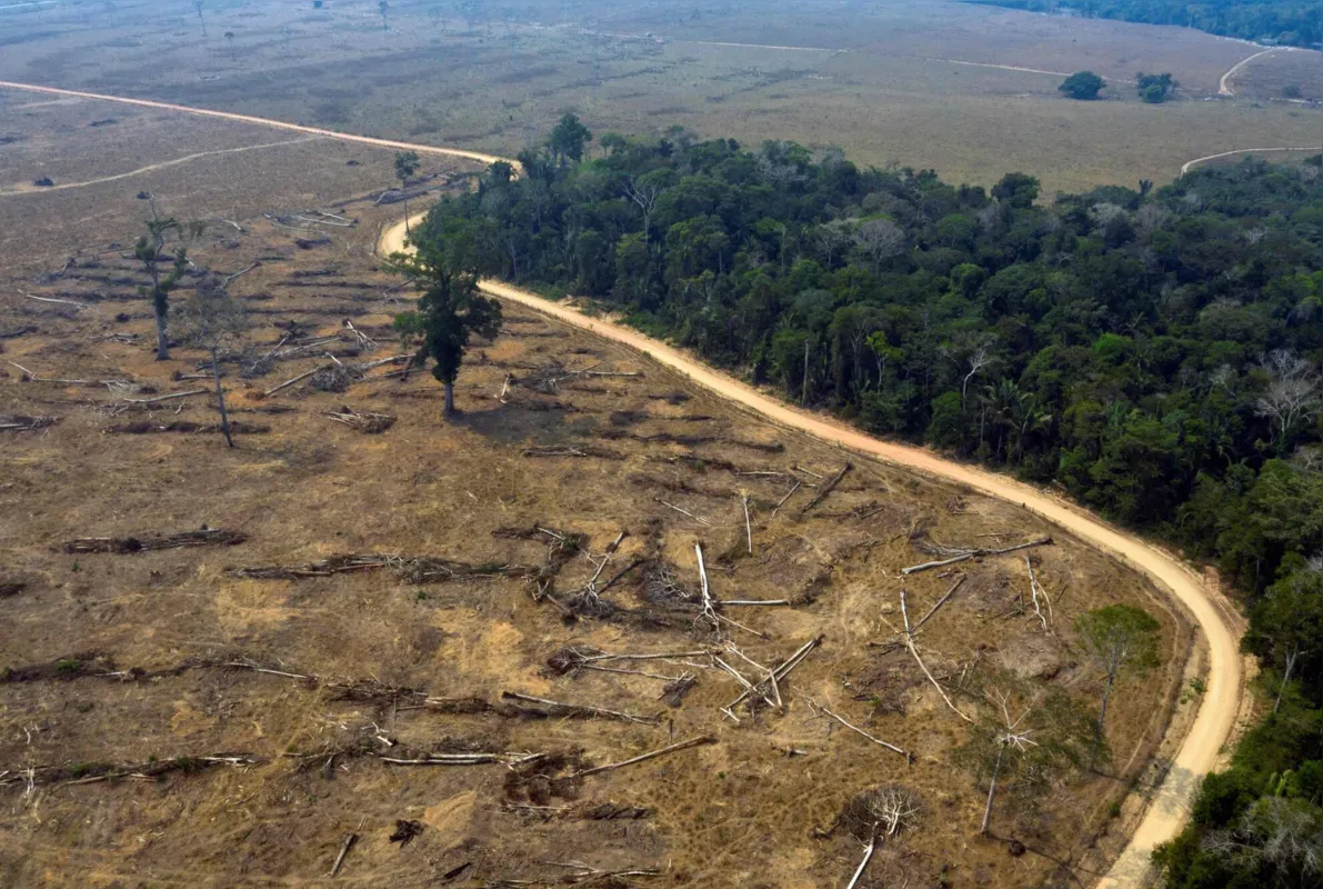Devido ao desmatamento, a floresta tropical com o tempo vai se transformar cada vez mais em bioma semelhante ao das savanas