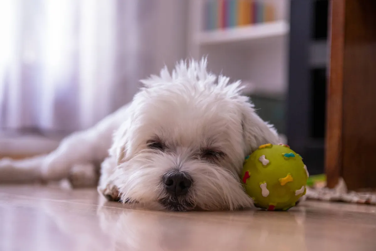 Imagem ilustrativa da imagem É possível viver bem com pets em apartamentos?