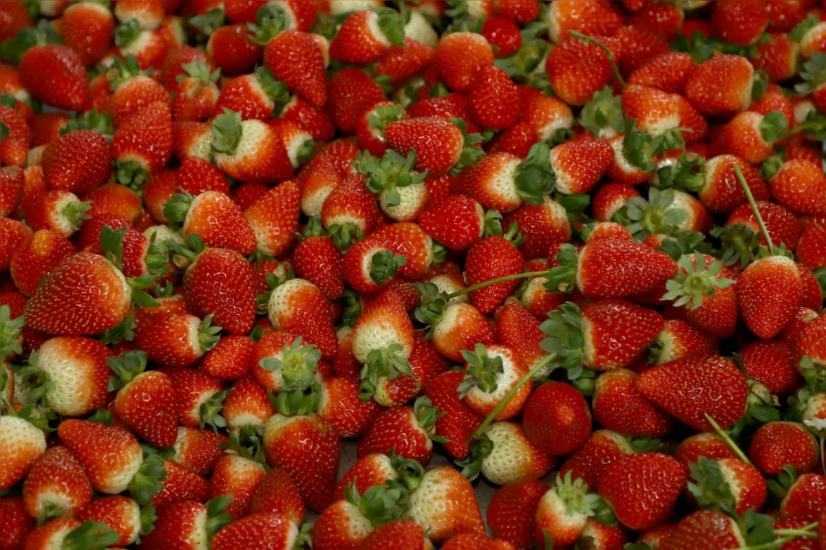 Em agosto do ano passado, o agricultor paranaense recebeu R$ 8,34 pelo quilo do morango, em média. Em agosto deste ano, o preço subiu para R$ 10,71, cerca de 22% superior